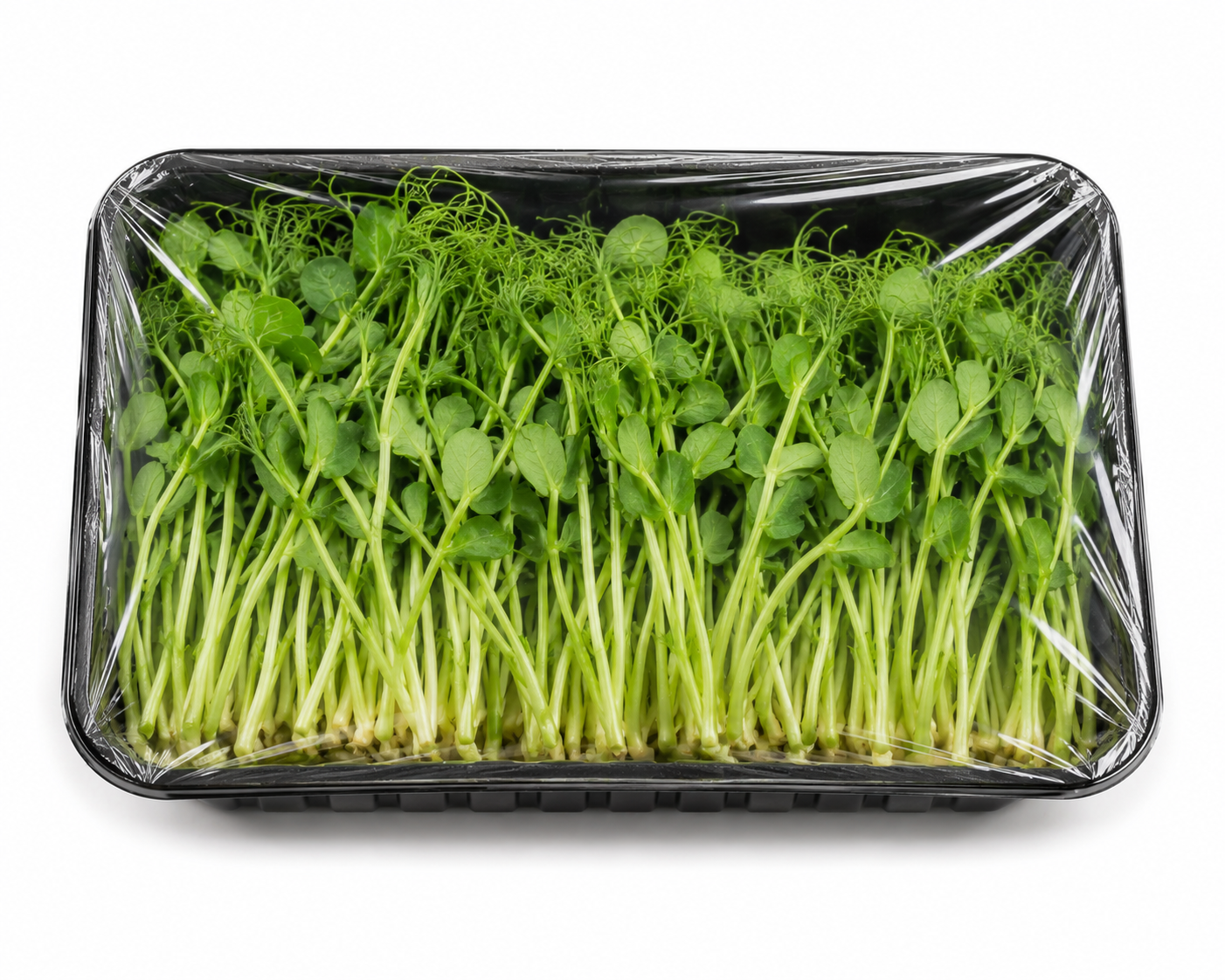 Bezelye Mikro Filizi 50gr