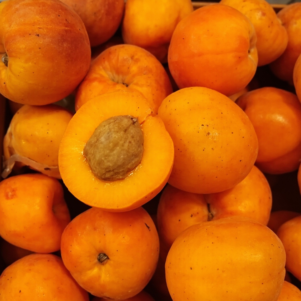 Apricot