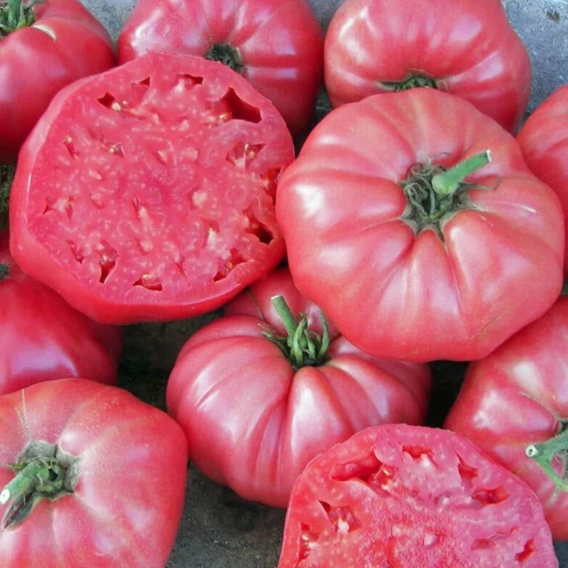 pink tomatoes